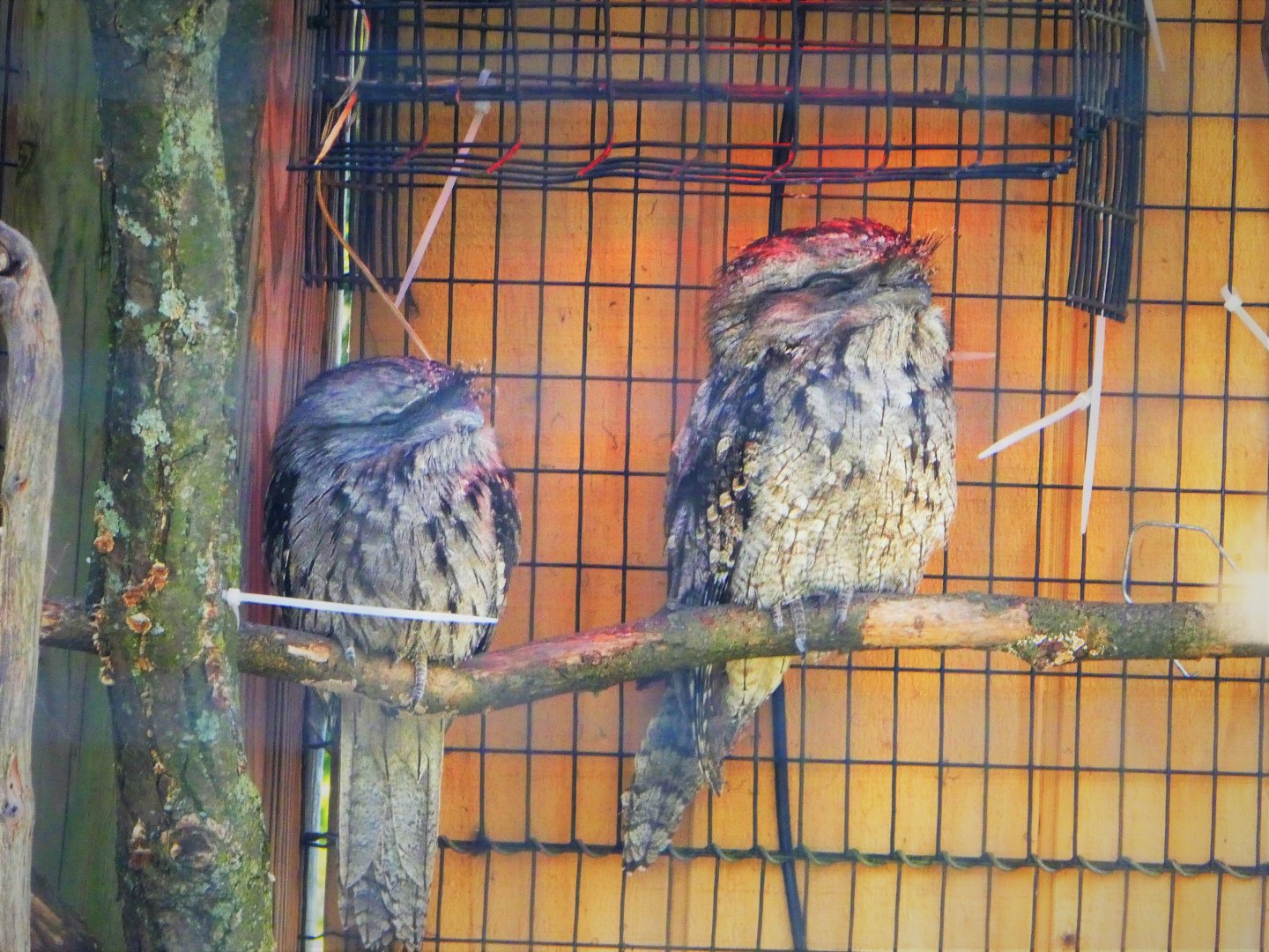 Lorikeet Landing - Tawny Frogmouth