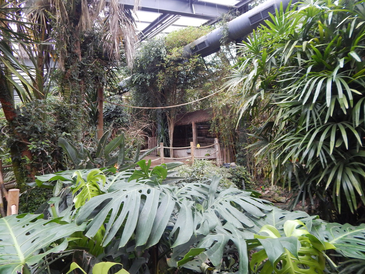 Lorikeet Lookout 241122