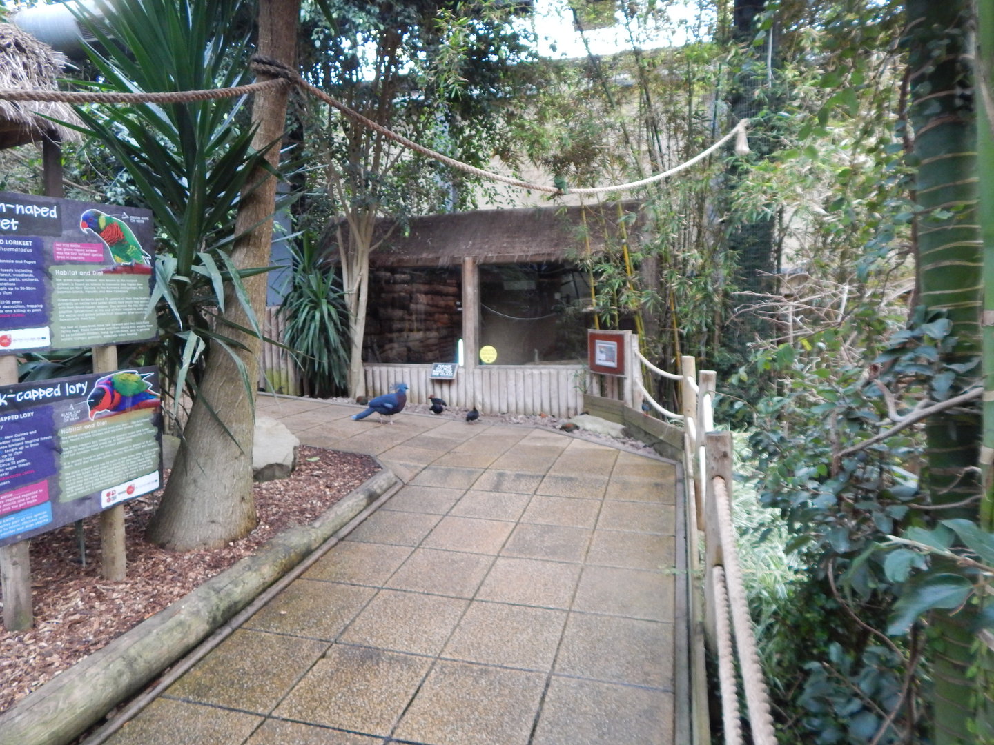 Lorikeet Lookout 241122