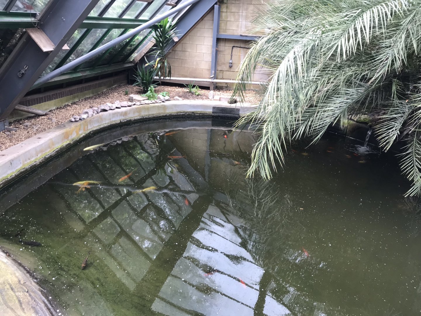 Lorikeet Lookout - Meller’s Duck exhibit 230619