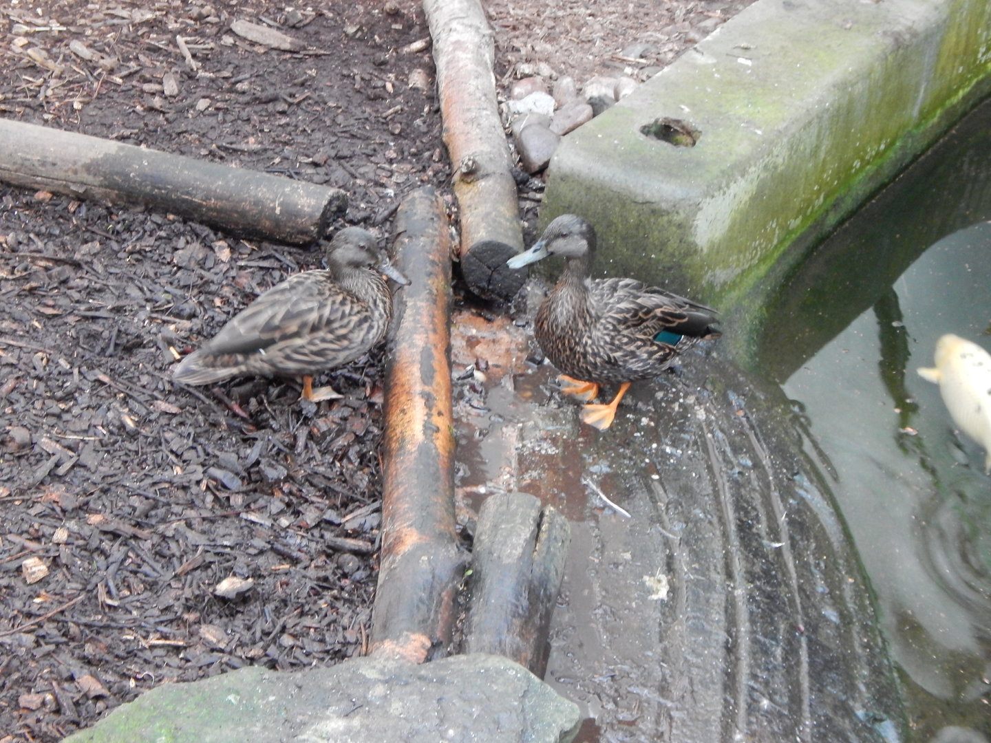 Lorikeet Lookout - Meller's ducks 241122