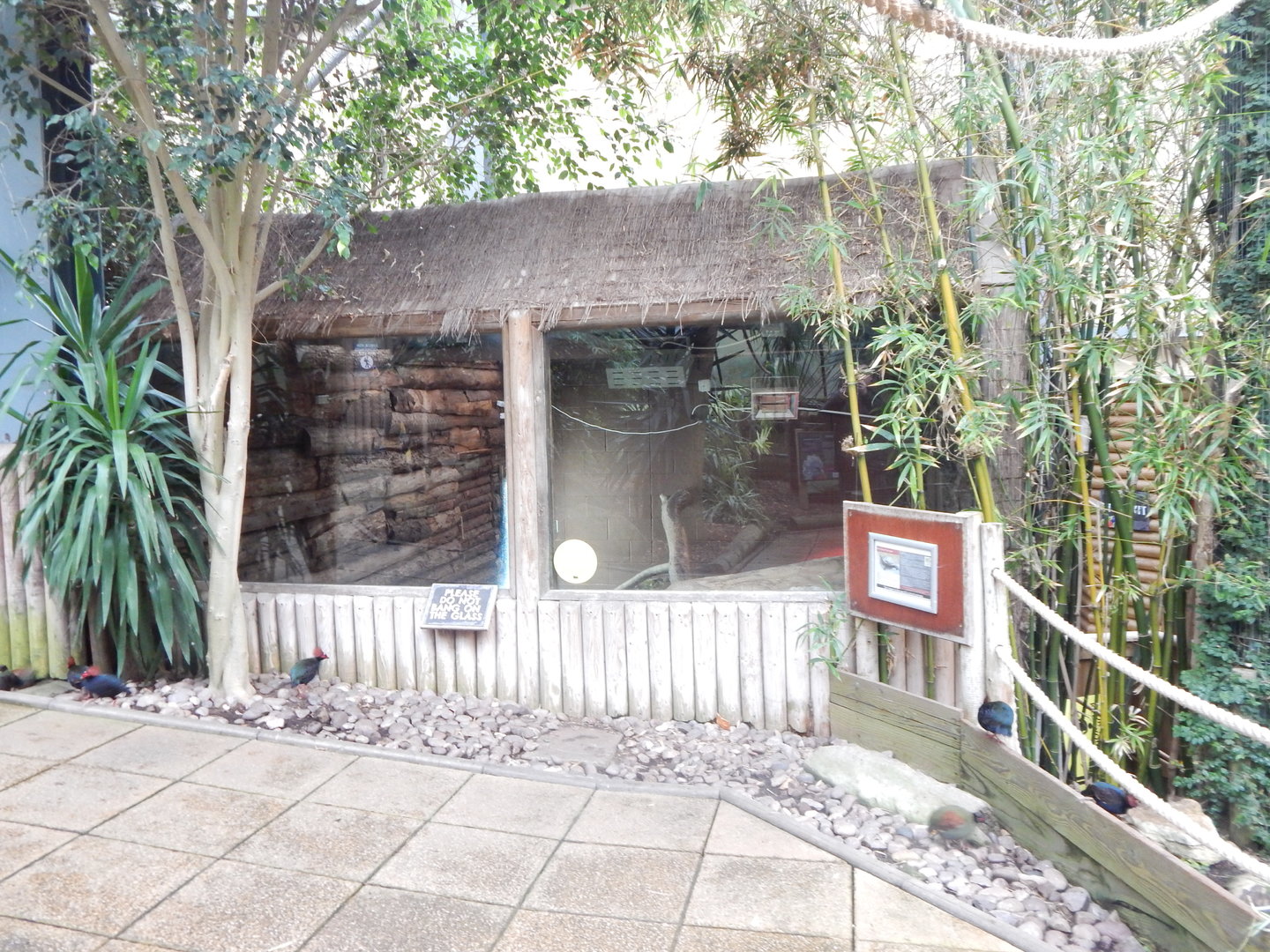 Lorikeet Lookout - Red-eared slider exhibit 241122