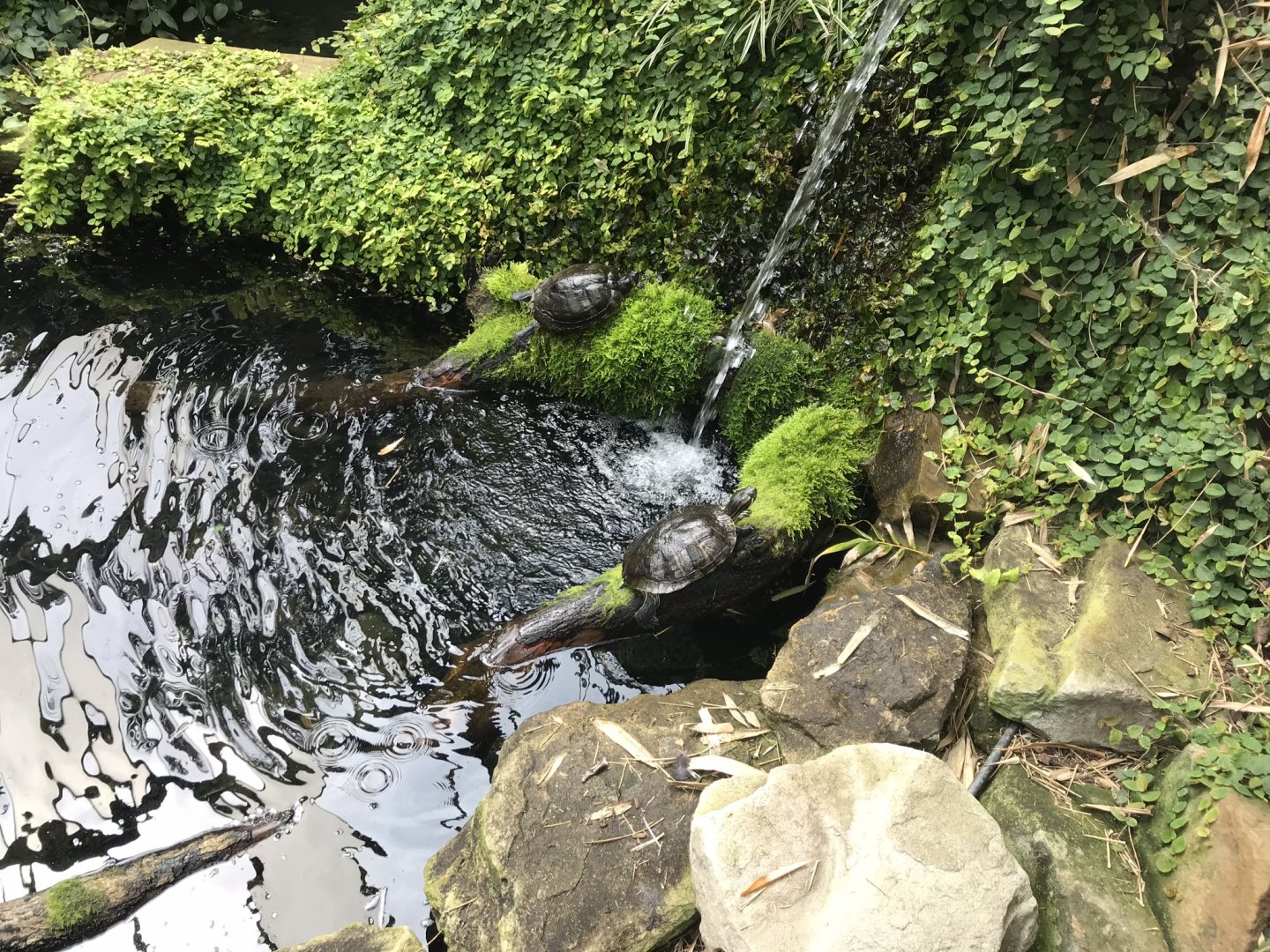 Lorikeet Lookout - Red-eared terrapin 230619