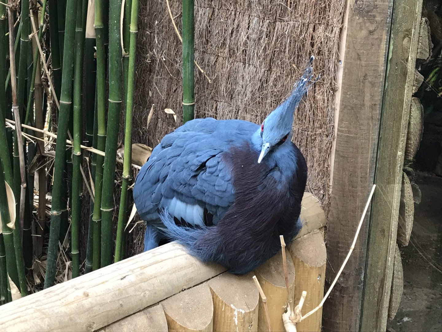 Lorikeet Lookout - Victoria crowned-pigeon 230619