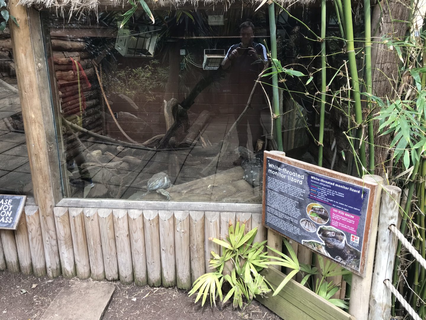 Lorikeet Lookout - White-throated monitor exhibit 230619