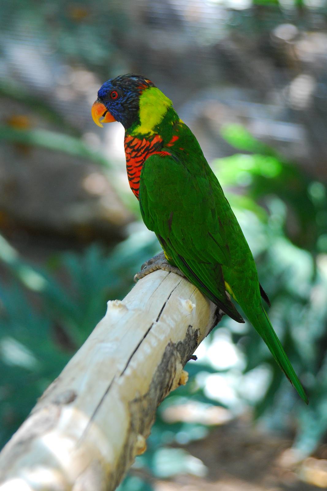 Lorikeet perched on branch