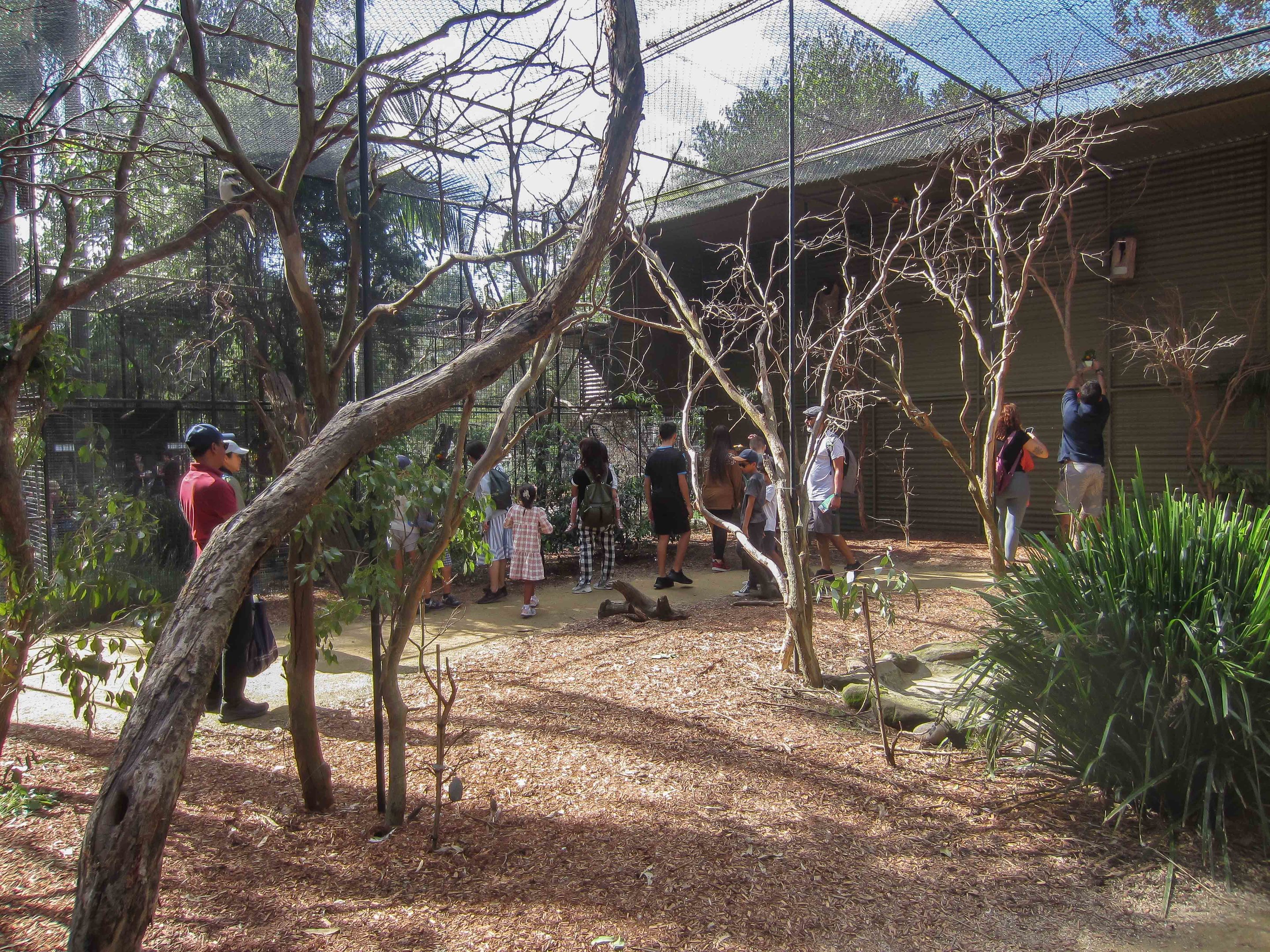 Lorikeet Walk-through
