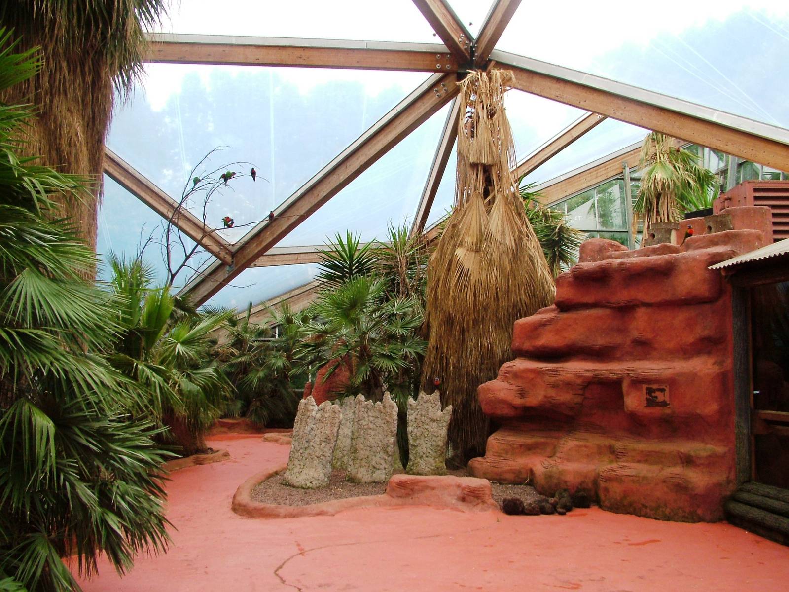 Lorikeet Walkthrough at Avifauna, 04/06/12