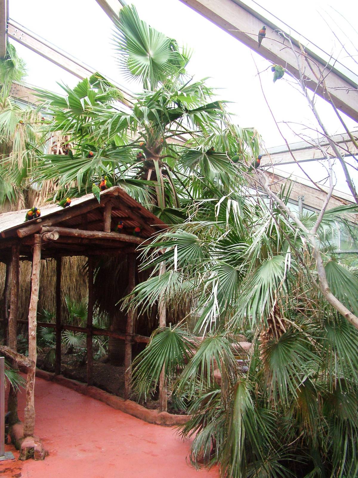 Lorikeet Walkthrough at Avifauna, 04/06/12