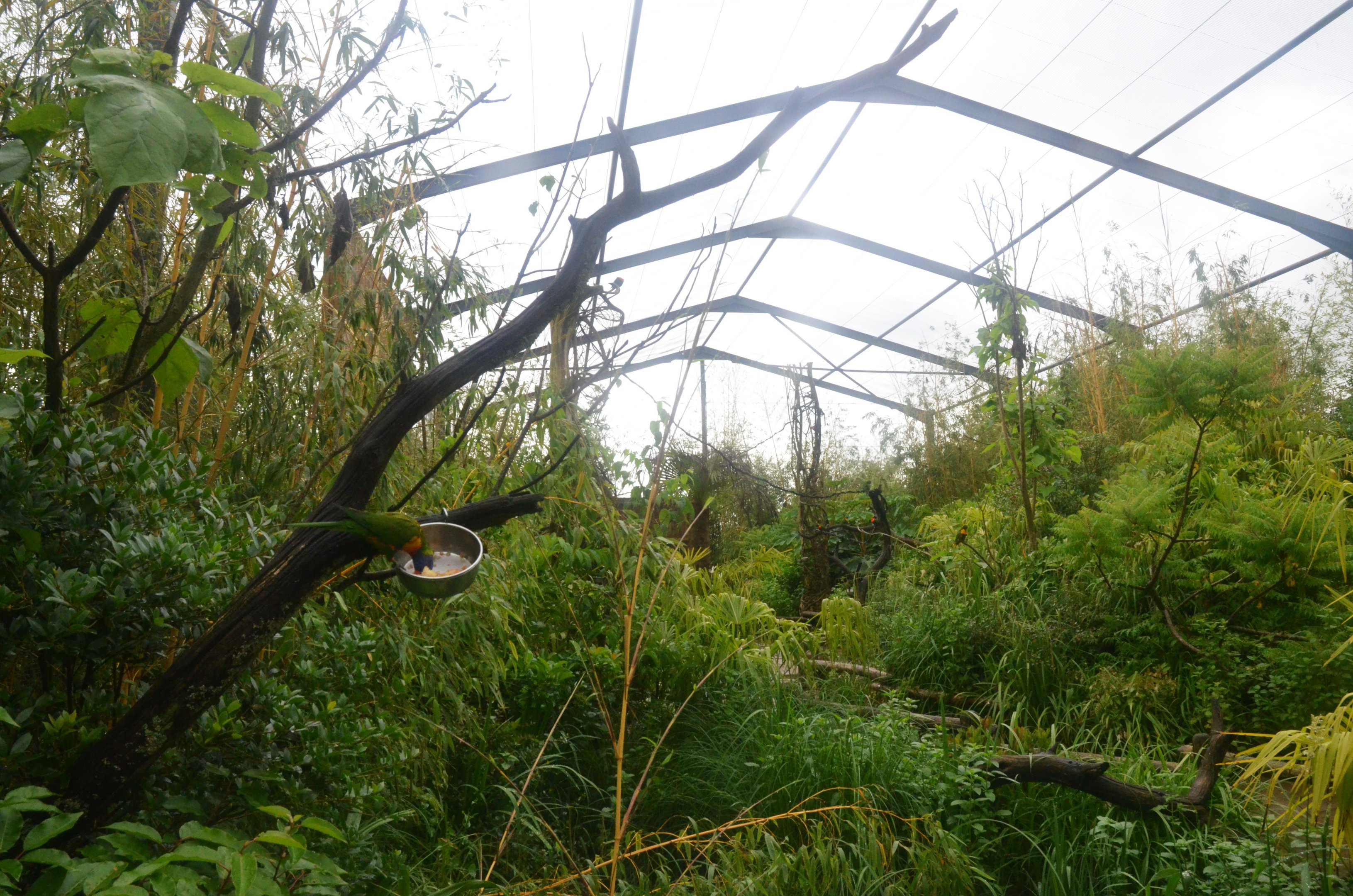 Lorikeet Walkthrough at La Flèche, 11/06/18