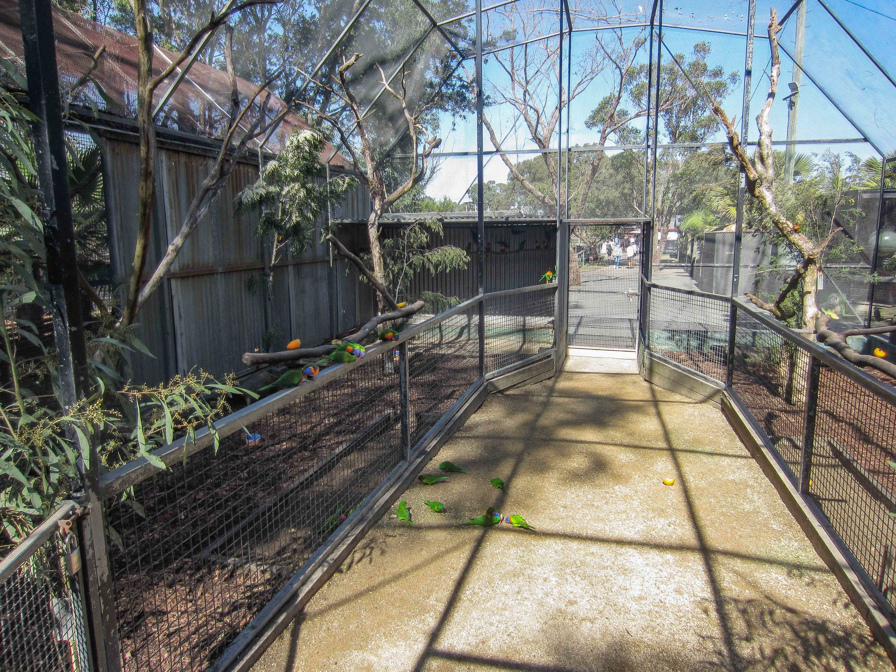Lorikeet Walkthrough aviary