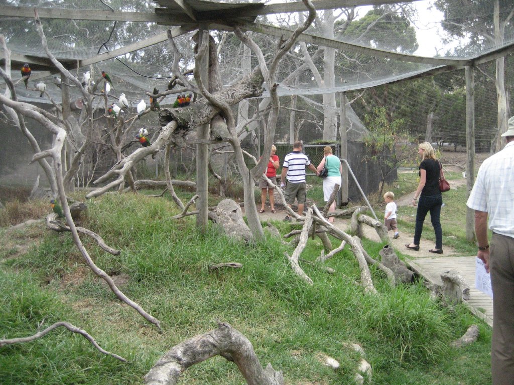 Lorikeet Walkthrough Aviary