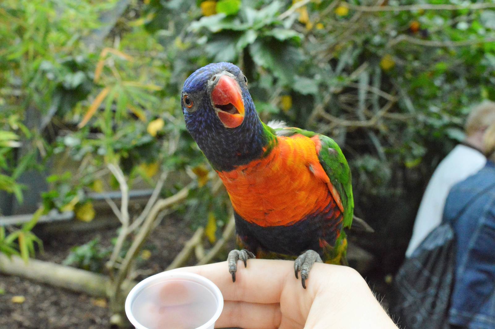Lorikeet walkthrough