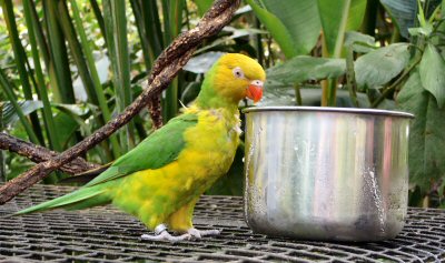 lorikeet with bowl at Tropical Butterfly House