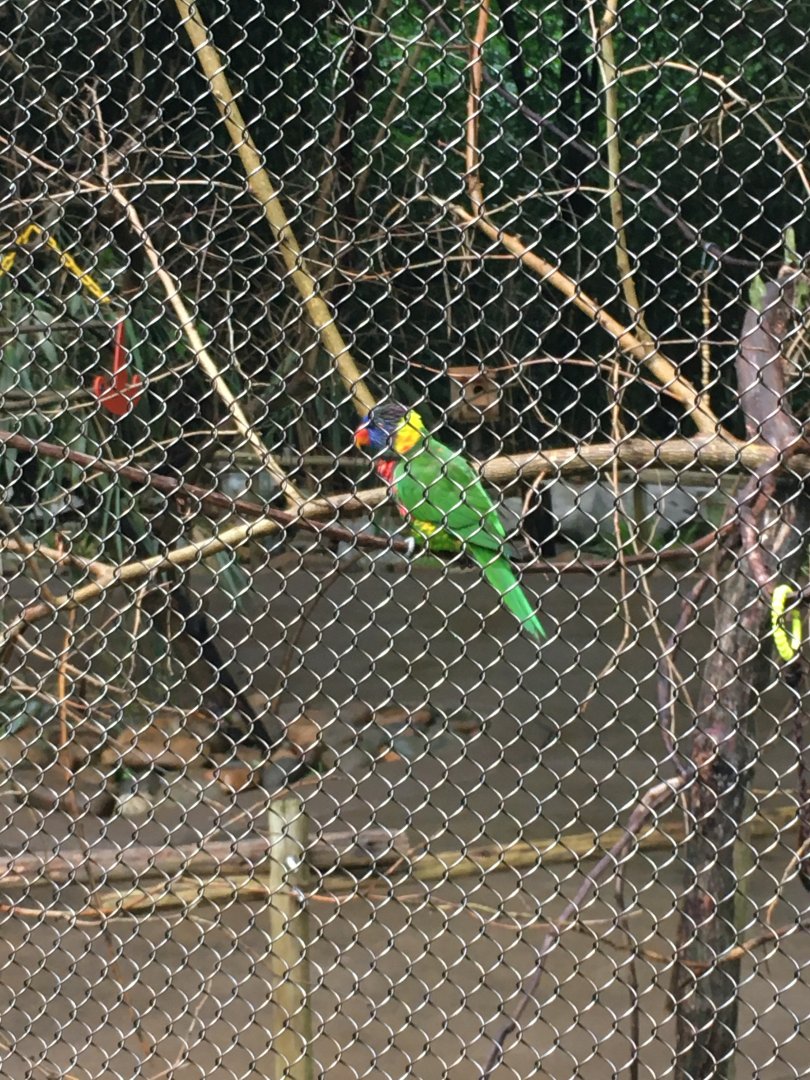 Lorikeet