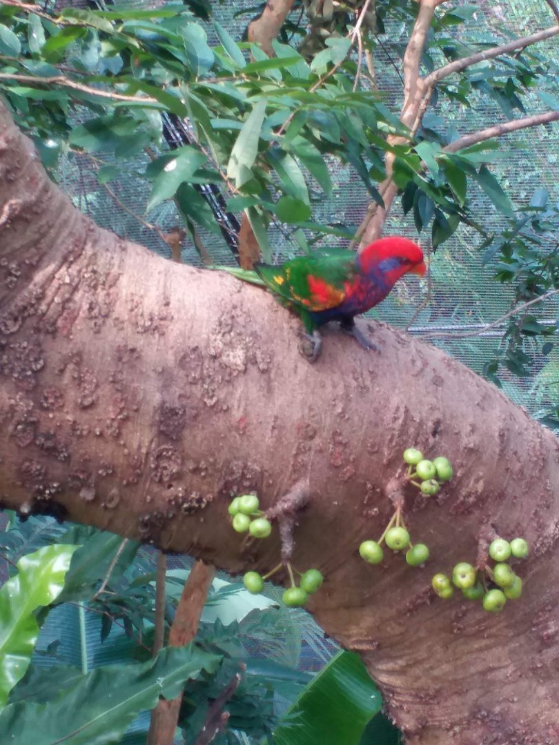 Lorikeet