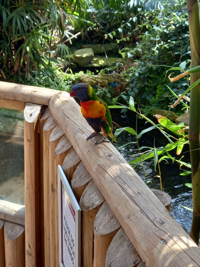 Lorikeet