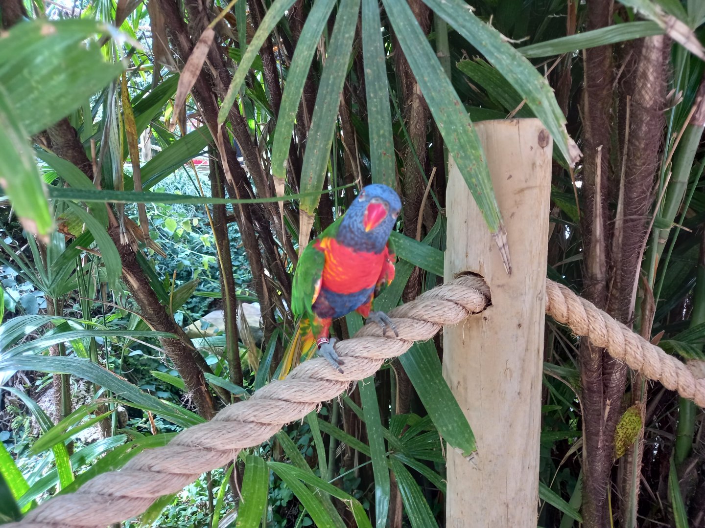 Lorikeet