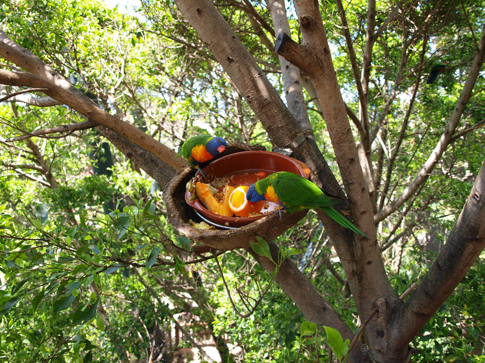 Lorikeets - Katandra Treetops