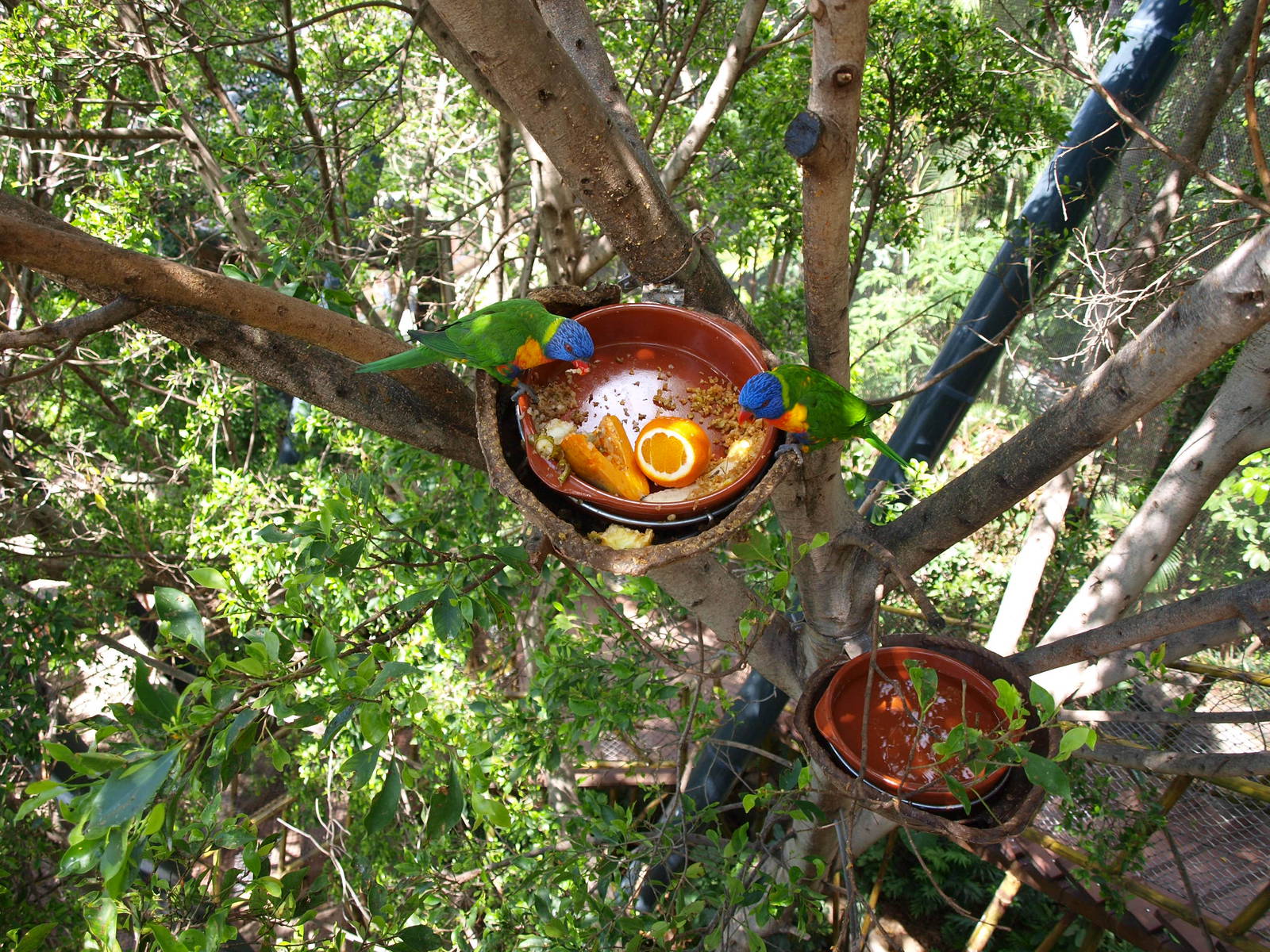 Lorikeets - Katandra Treetops