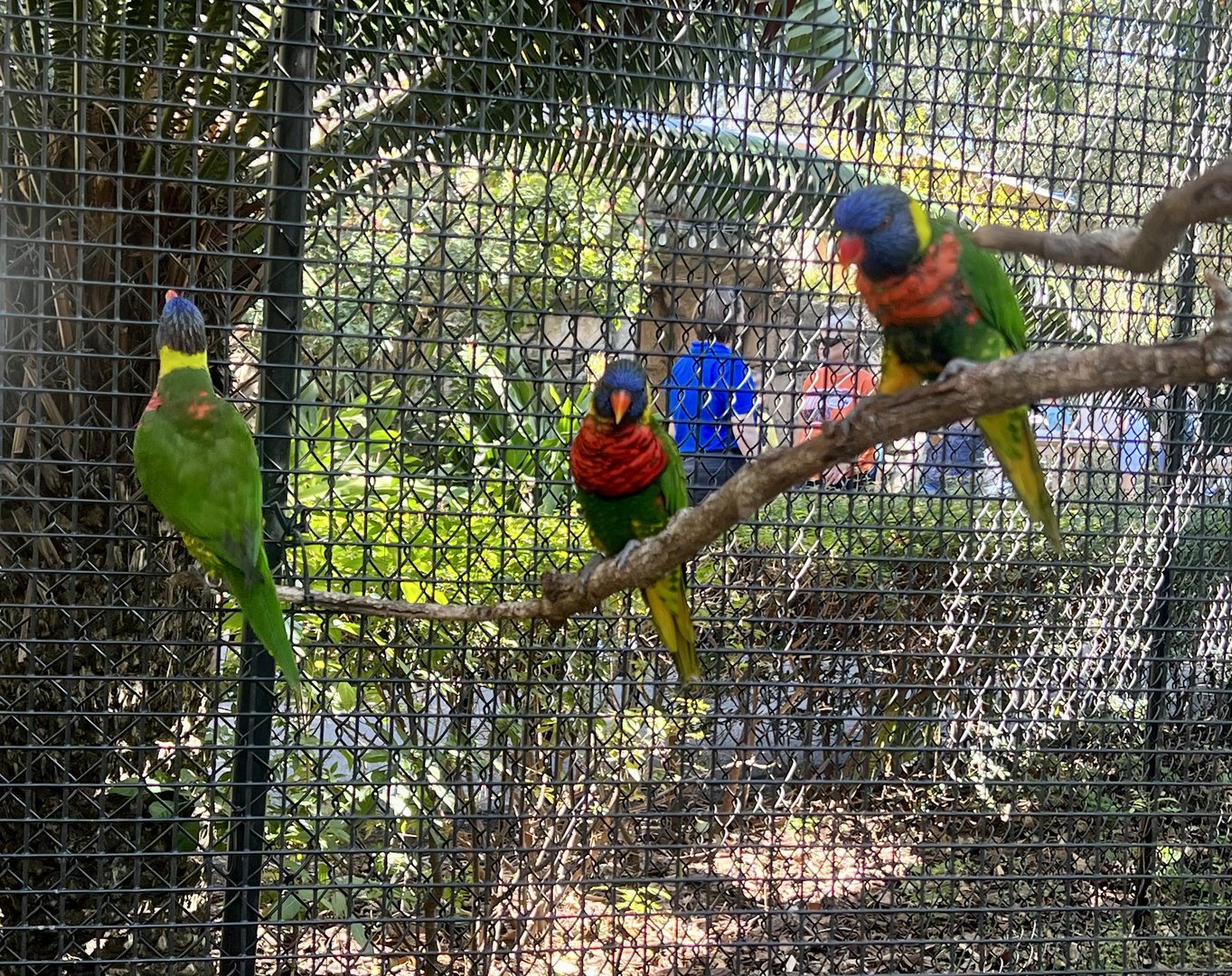 Lorikeets