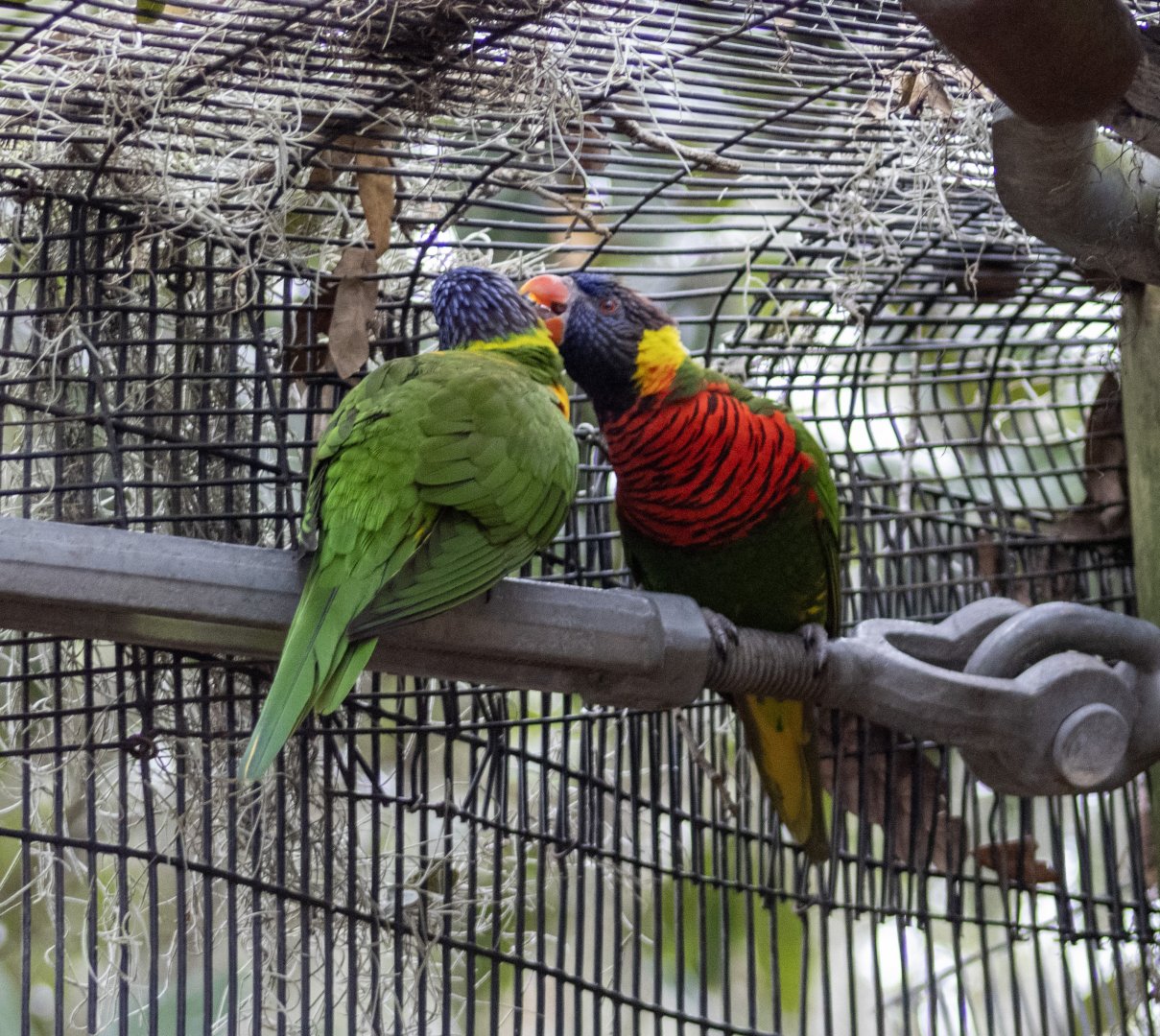 Lorikeets