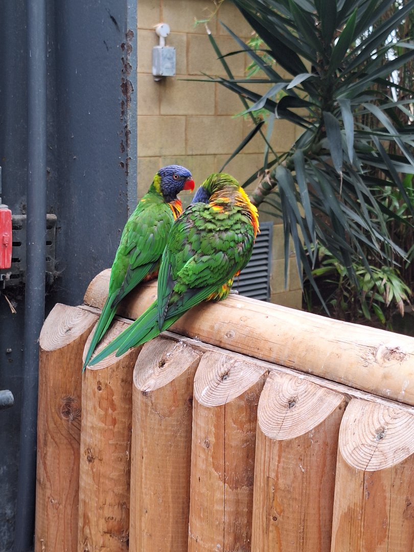 Lorikeets