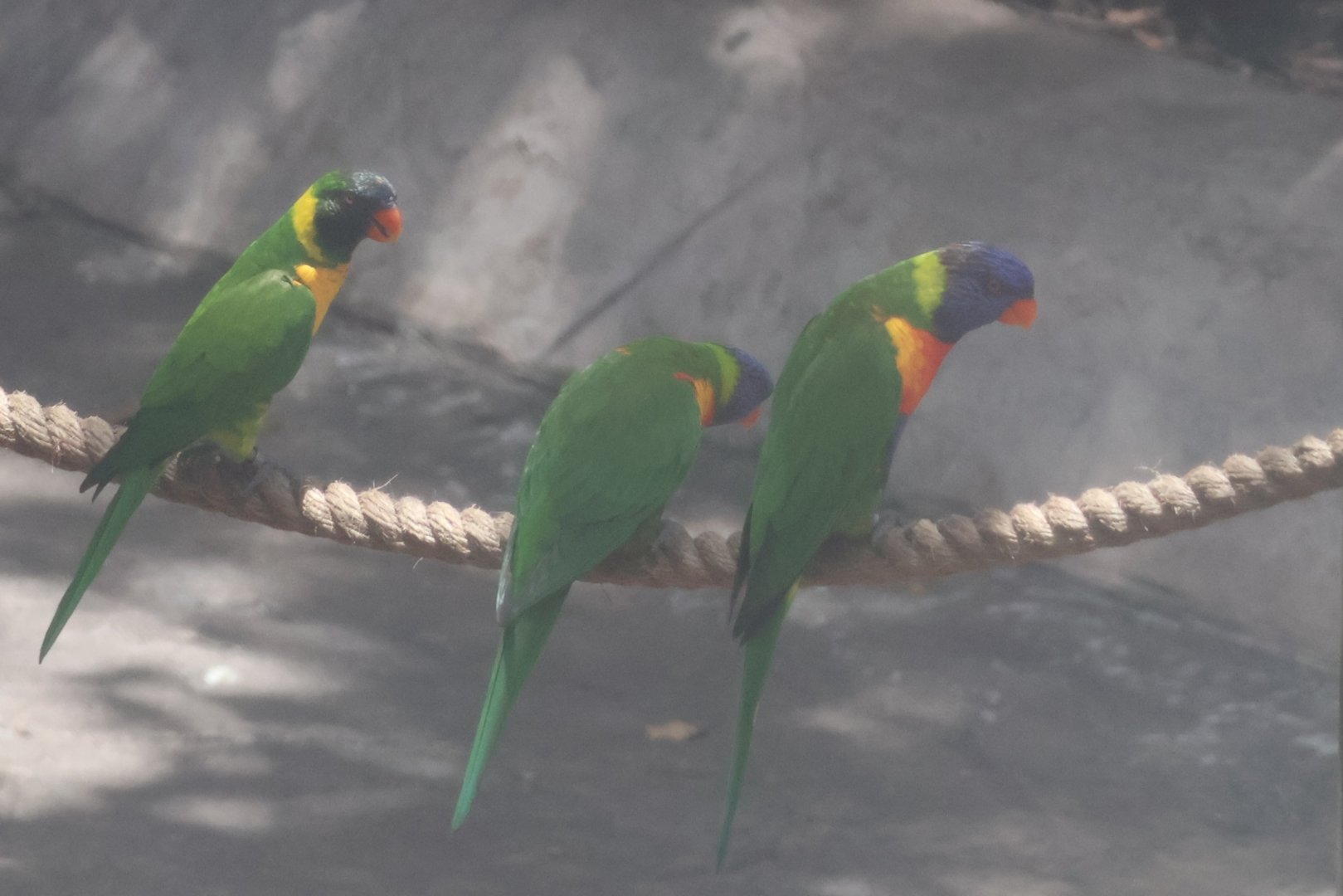 Lorikeets
