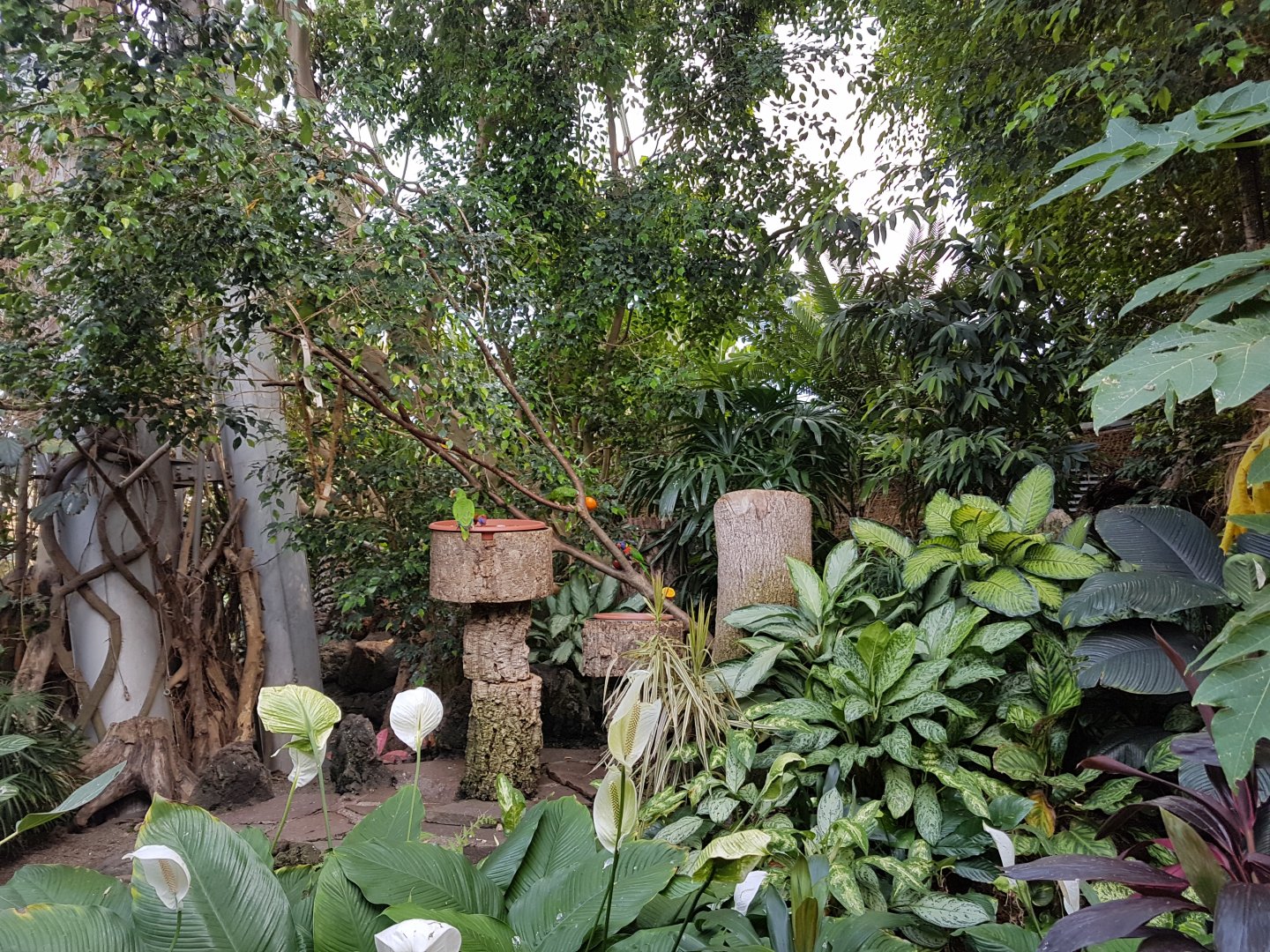 Lorikets, Jungle World