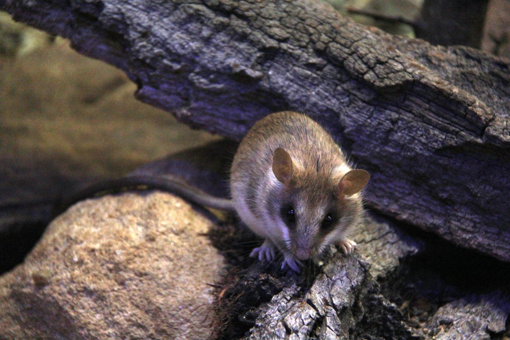 Loring's rat (Thallomys loringi)