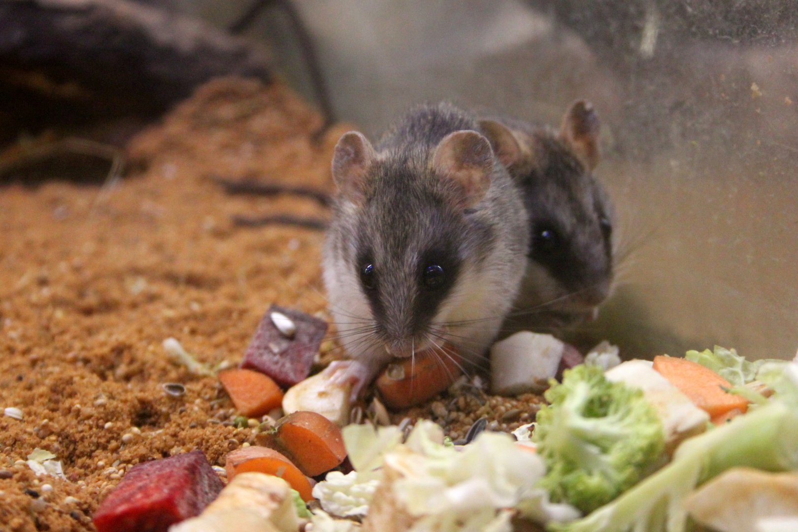 Loring's rat (Thallomys loringi)