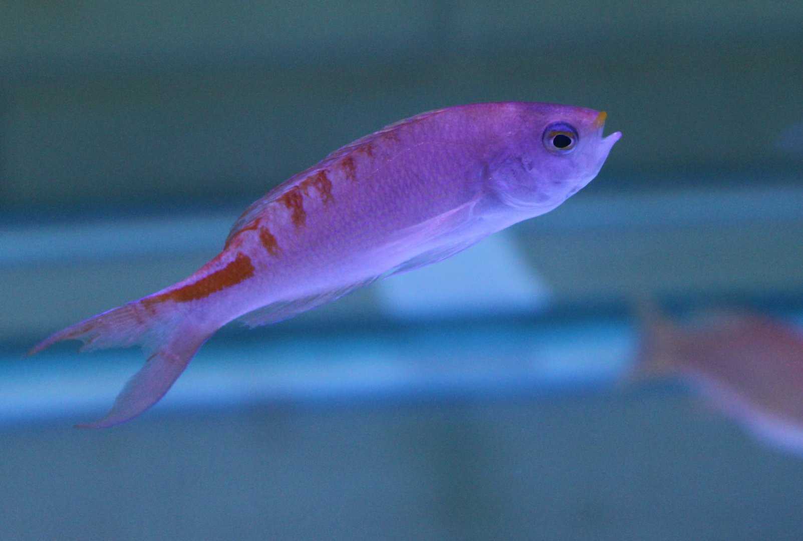 Lori's anthias - Mirolabrichthys lori