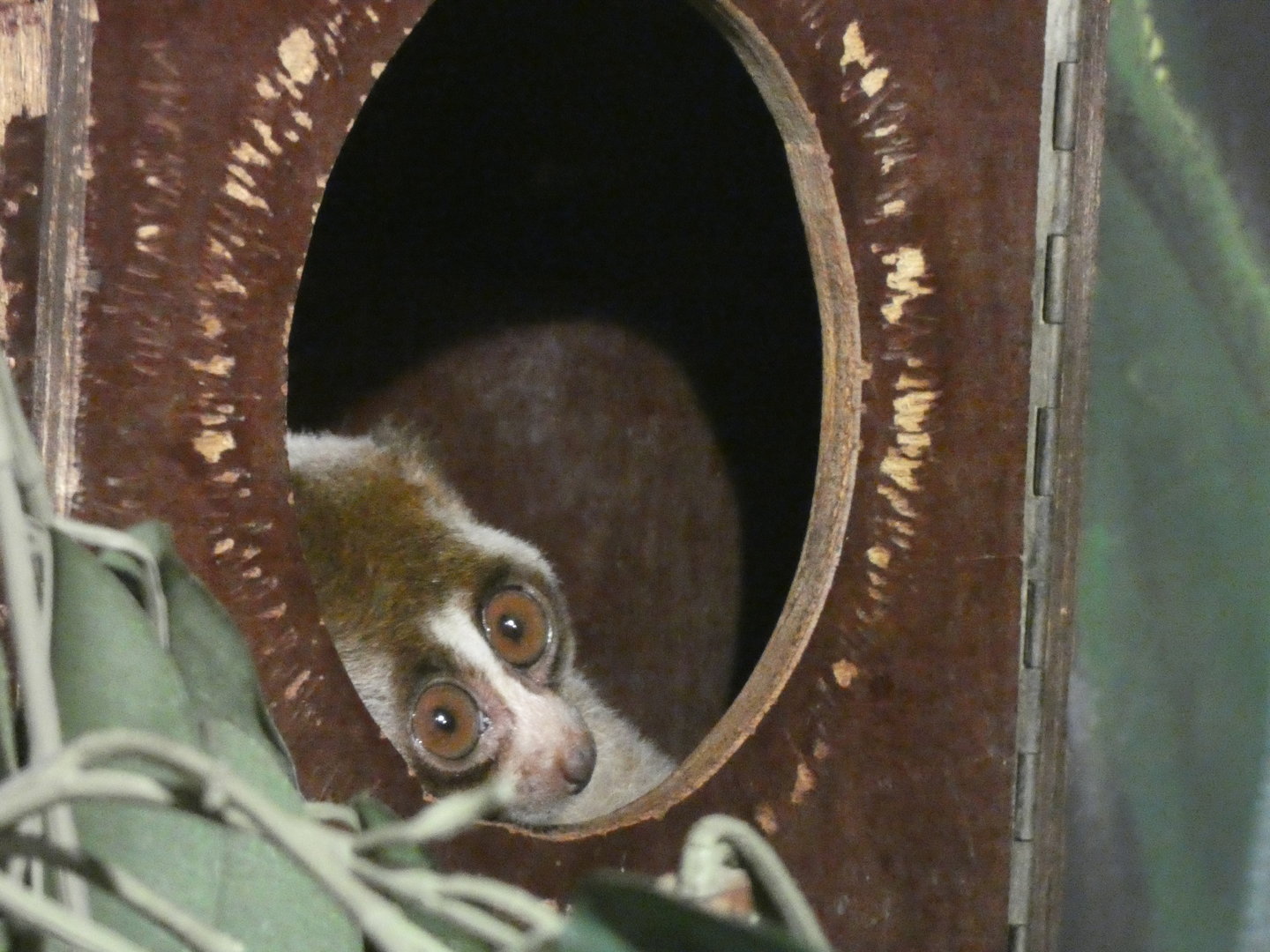 Loris ID? - Berlin Zoo