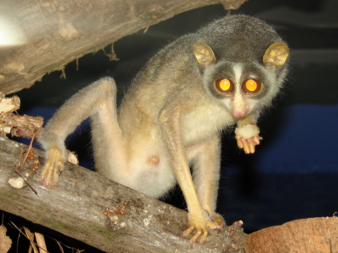 Loris lydekkerianus nordicus / Grey Slend Loris