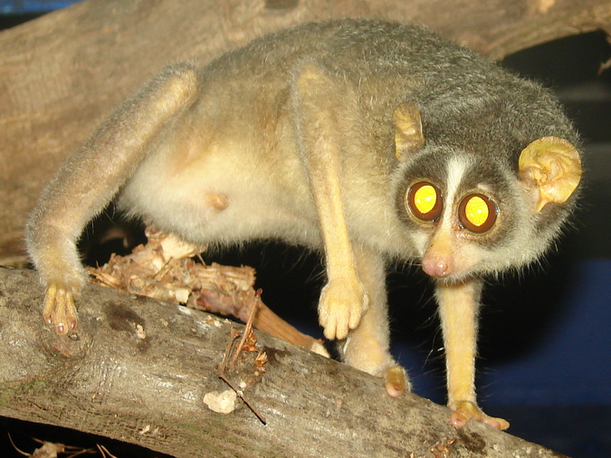 Loris lydekkerianus nordicus / Grey slend Loris