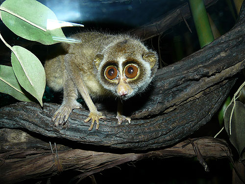 Loris tardigradus tardigradius at Bronx Zoo - uploaded on behalf of alexkant