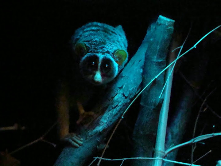 Loris tardigradus