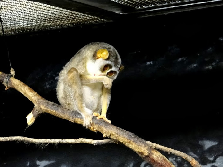 Loris tardigradus