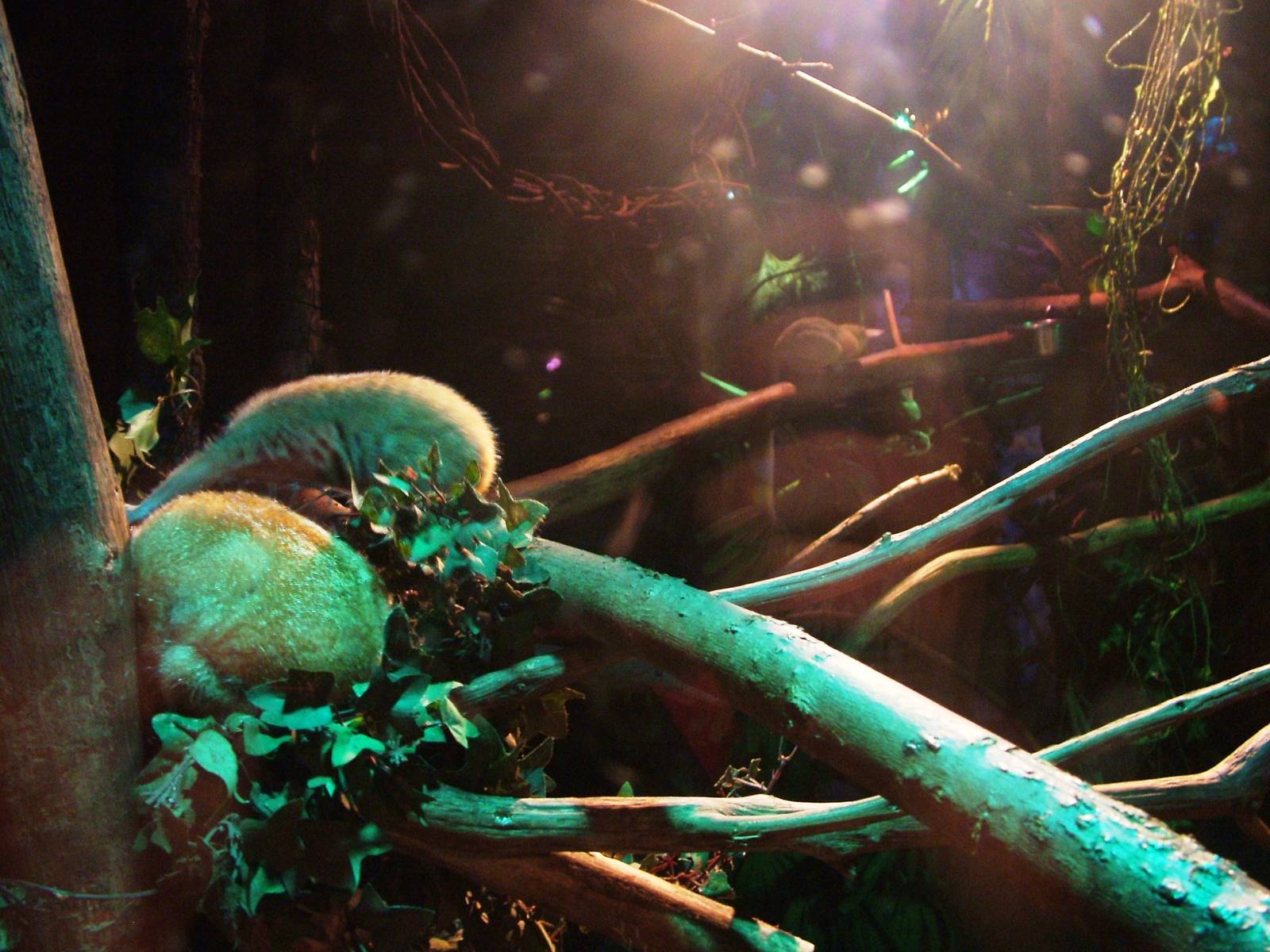 Lorises and Galagos at Amersfoort, 01/06/12