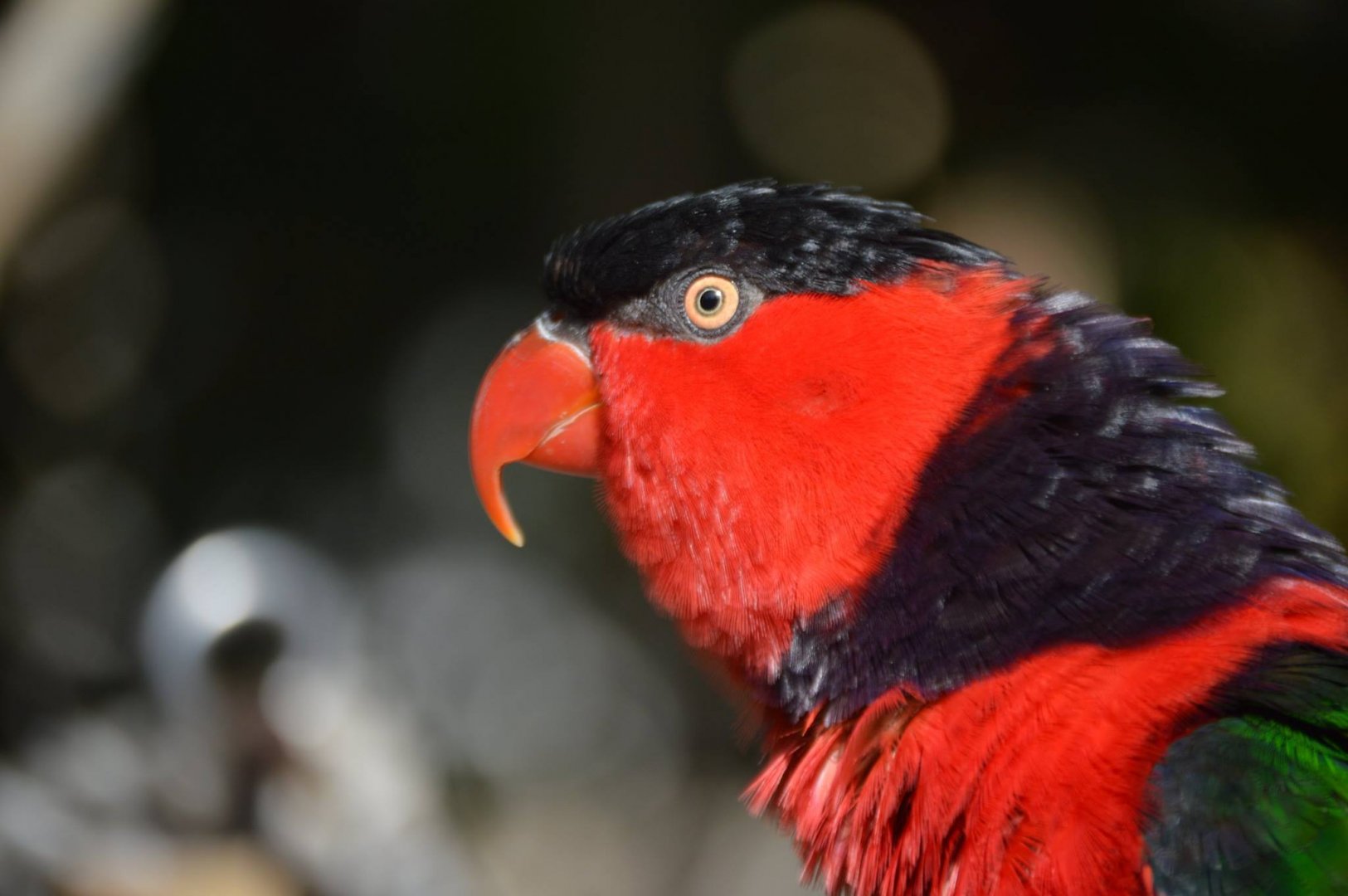 Lorius lory erythrothorax