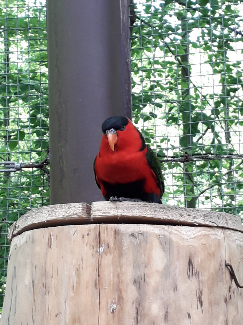 Lorius lory erythrotorax