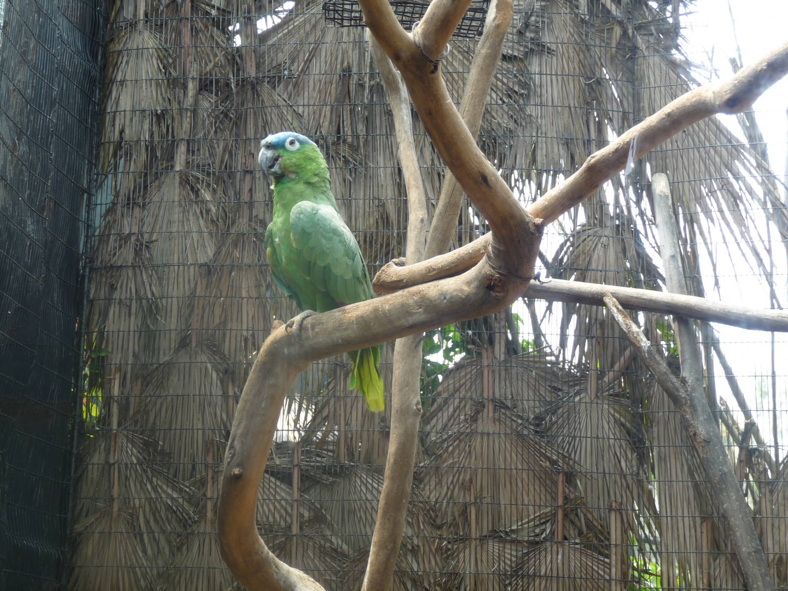 loro cabeza azul blue crowned amazon san juan de aragon zoo