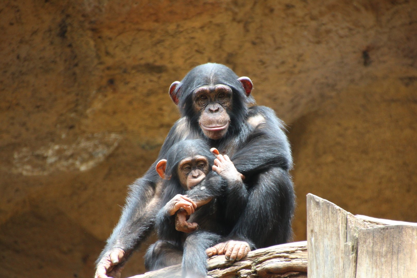 Loro Parque 2018 - Chimps