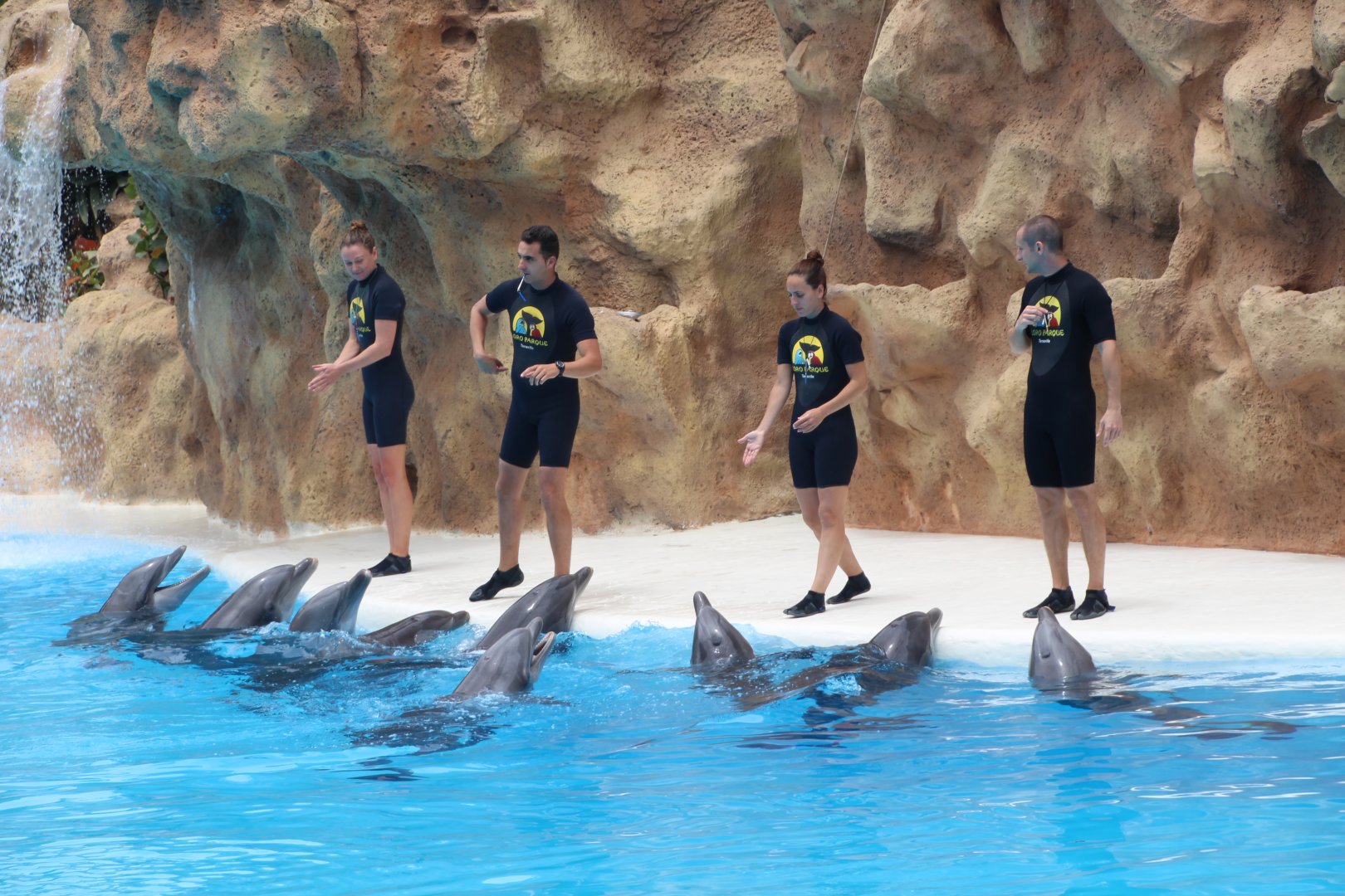 Loro Parque 2018 - Dolphins