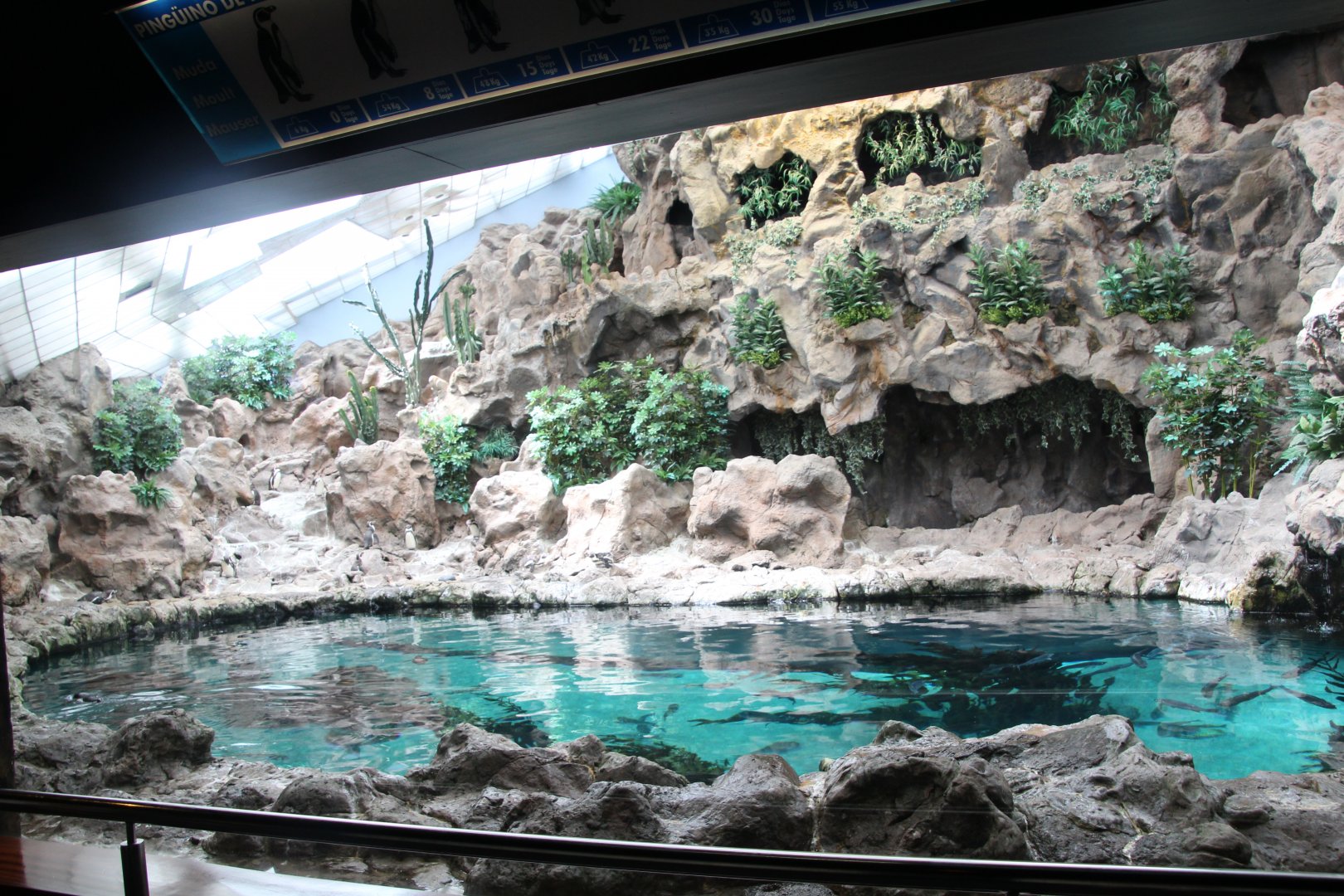 Loro Parque 2018 - Humboldt Penguin Enclosure