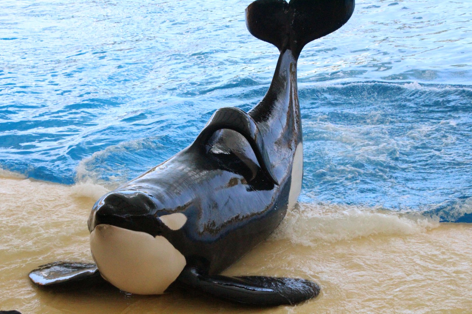 Loro Parque 2018 - Keto