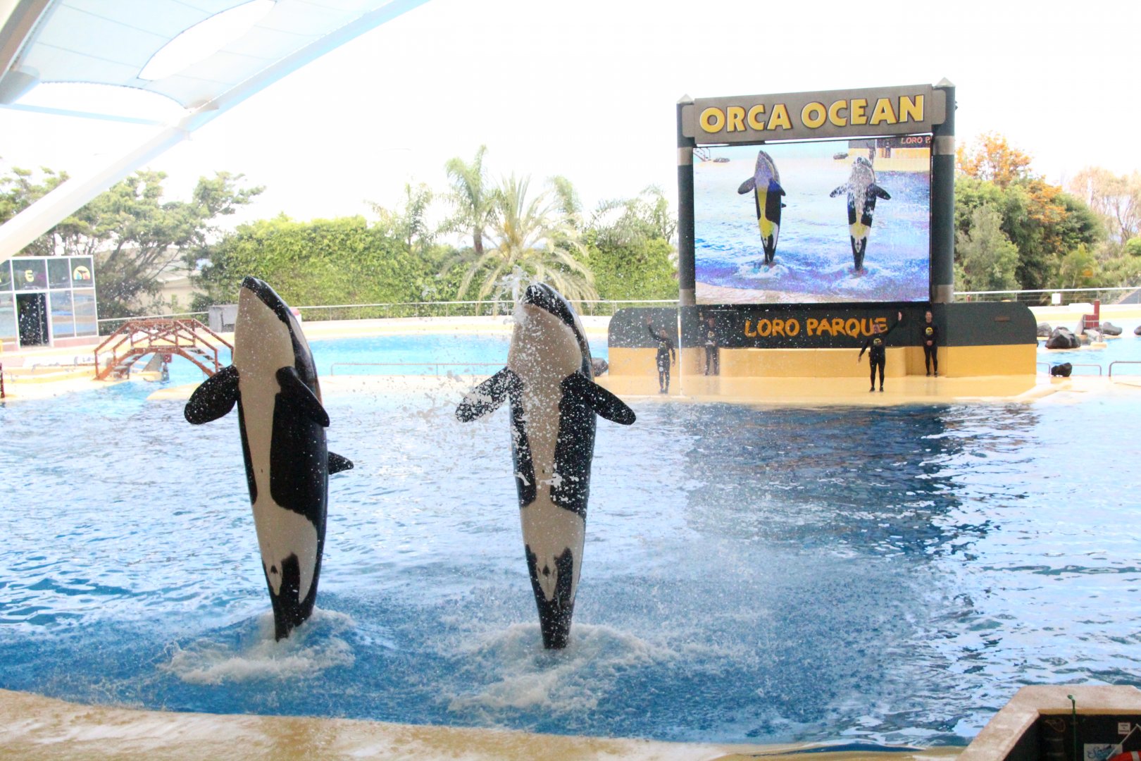Loro Parque 2018 - Orcas Skyla & Kohana