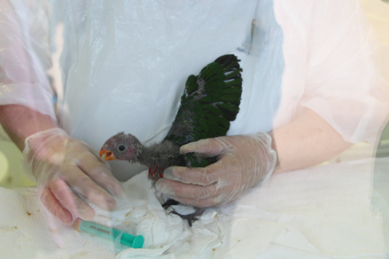 Loro Parque 2018 - Parrot Nursery