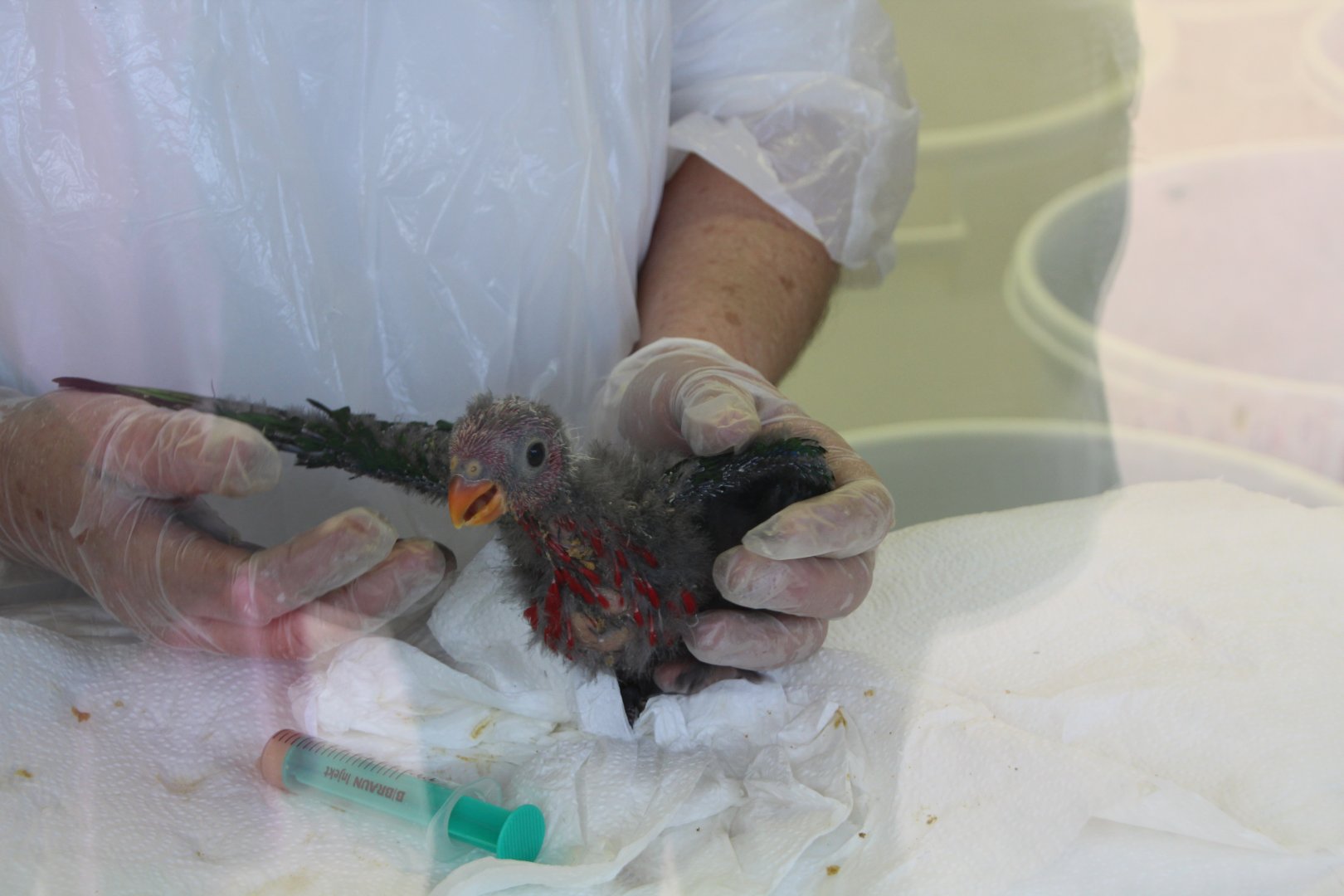 Loro Parque 2018 - Parrot Nursery