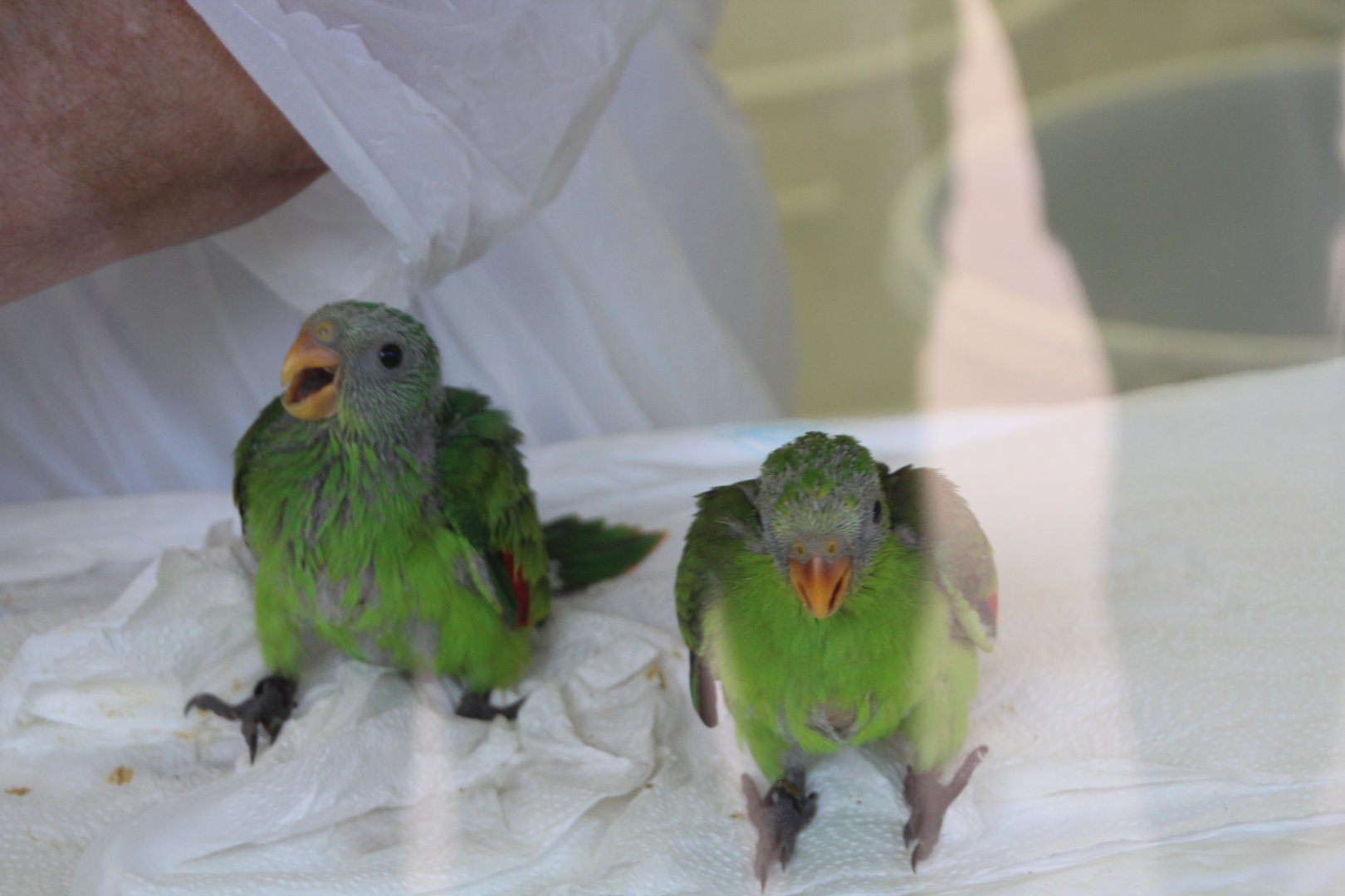 Loro Parque 2018 - Parrot Nursery